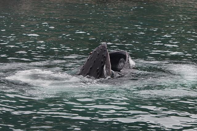 095 Seward, Kenai Fjords NP, Bultrugwalvis.jpg